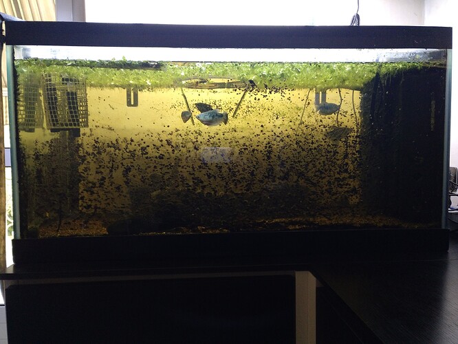 Acquario990