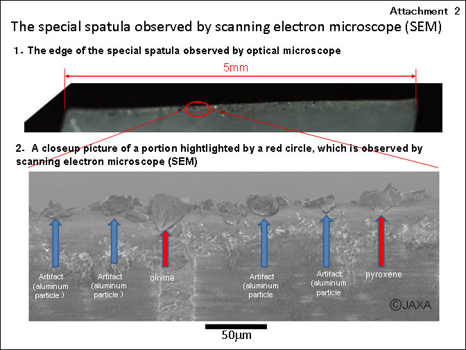 spatola al SEM.jpg