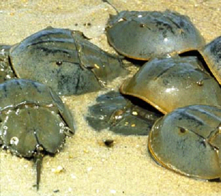 02_Crabs.png